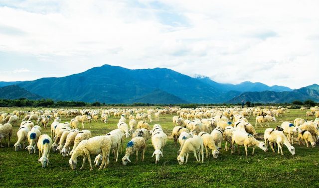 Đồng cừu An Hòa Ninh Thuận