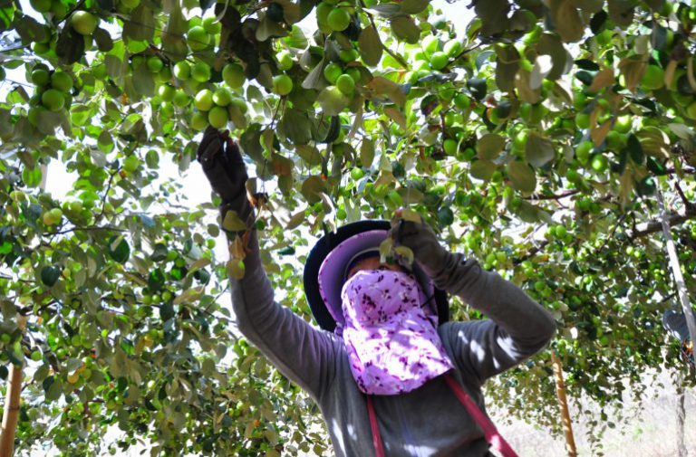 Thua hoạch táo tại Ninh Thuận.jpg