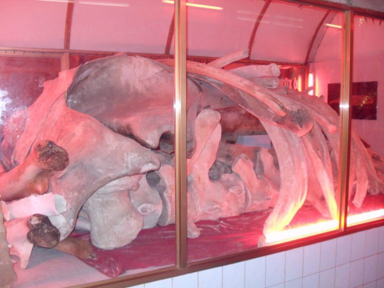 Bộ xương cá voi do ngư dân phát hiện trong thế kỷ 19